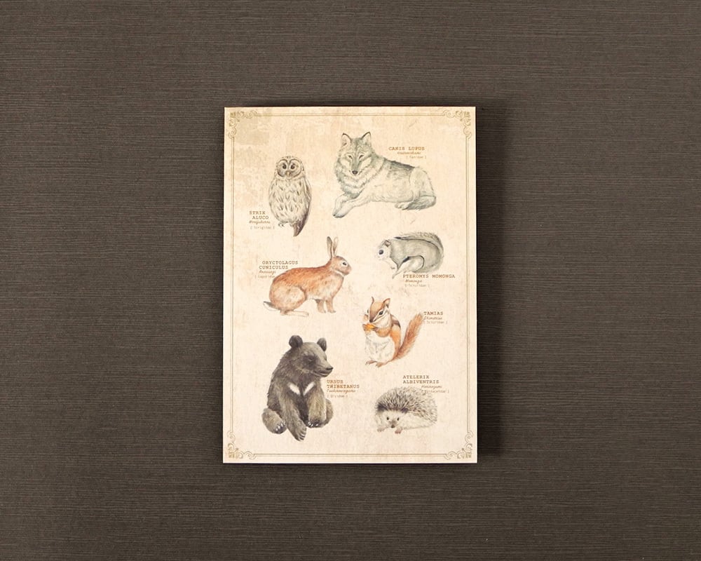 ポストカード(図鑑風)