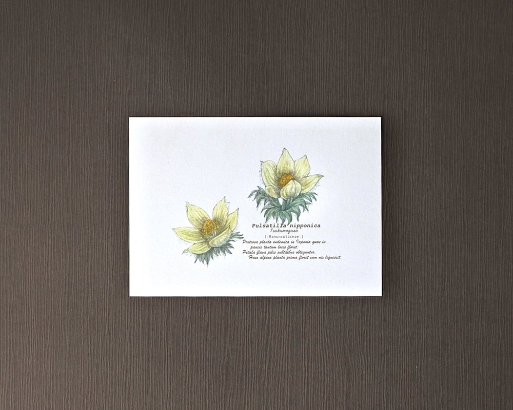 ポストカード(高山植物)