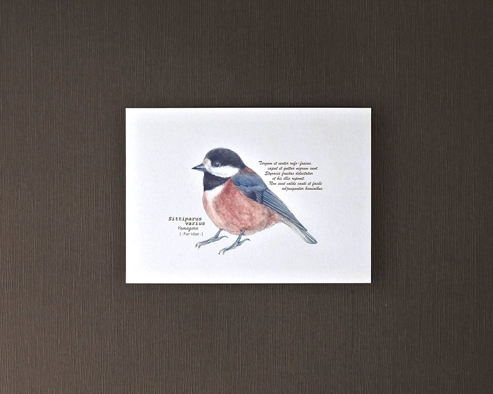 ポストカード(野鳥)