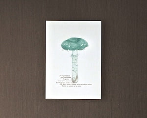 ポストカード(きのこ)