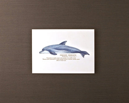 ポストカード(海の生き物)