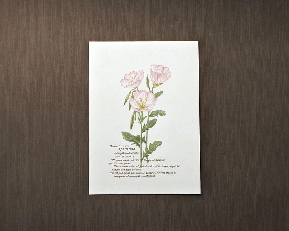 ポストカード(野の花)