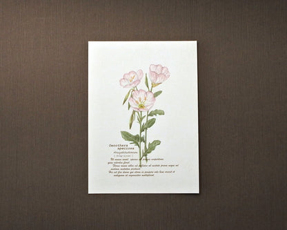 ポストカード(野の花)