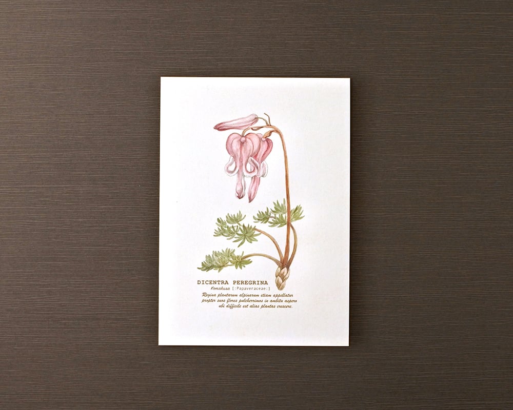 ポストカード(高山植物)