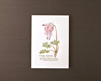 ポストカード(高山植物)