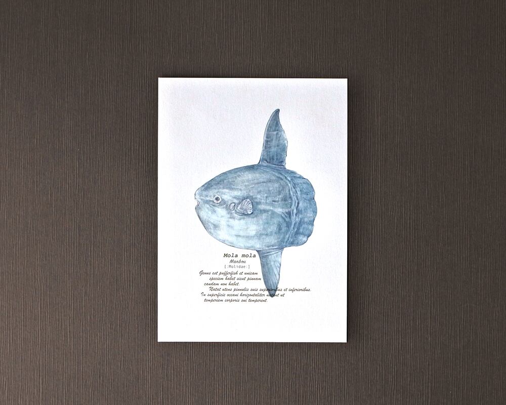 ポストカード(海の生き物)