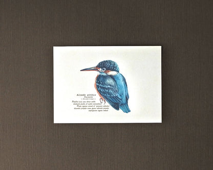 ポストカード(野鳥)