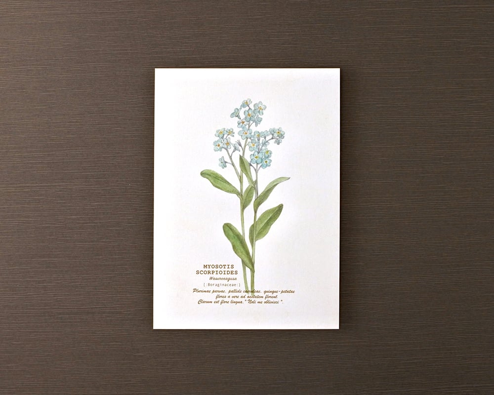 ポストカード(野の花)