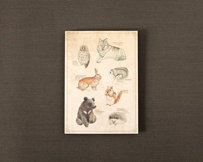 ポストカード(図鑑風)