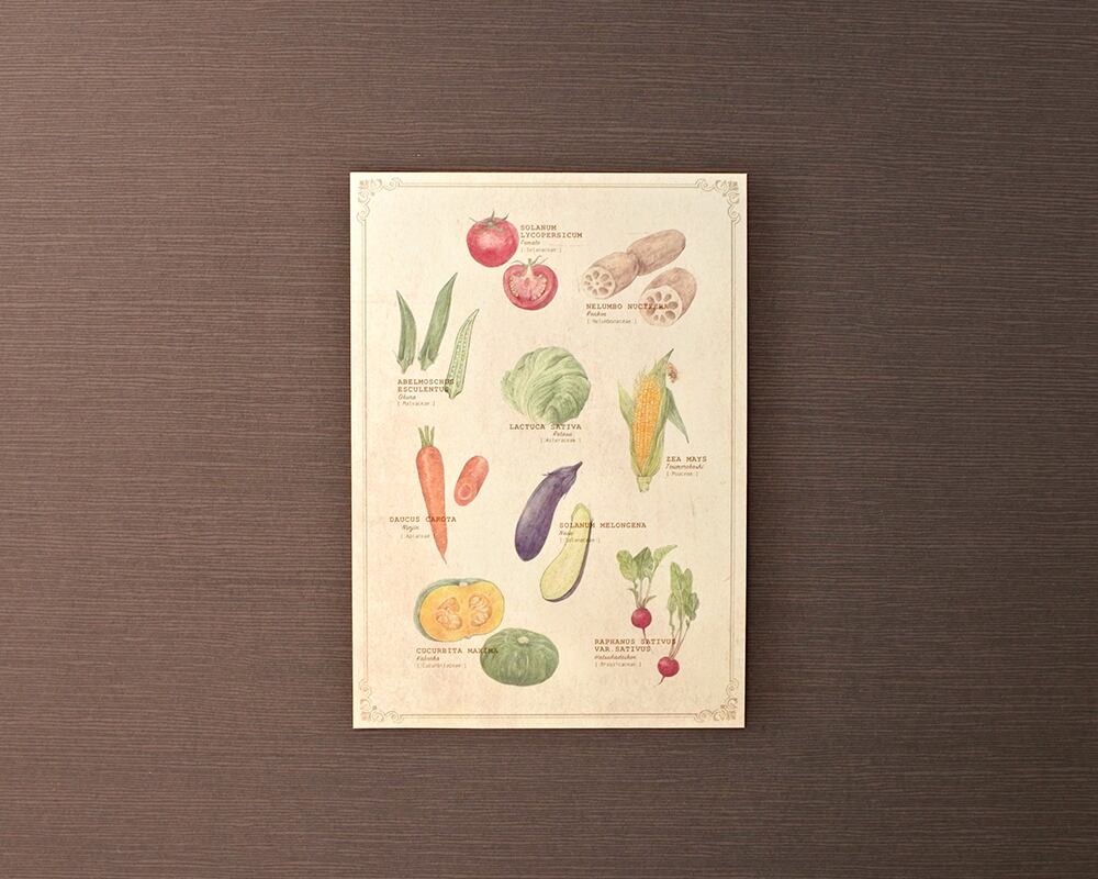 ポストカード(図鑑風)