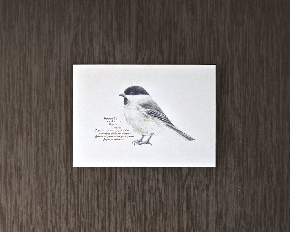 ポストカード(野鳥)