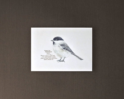 ポストカード(野鳥)