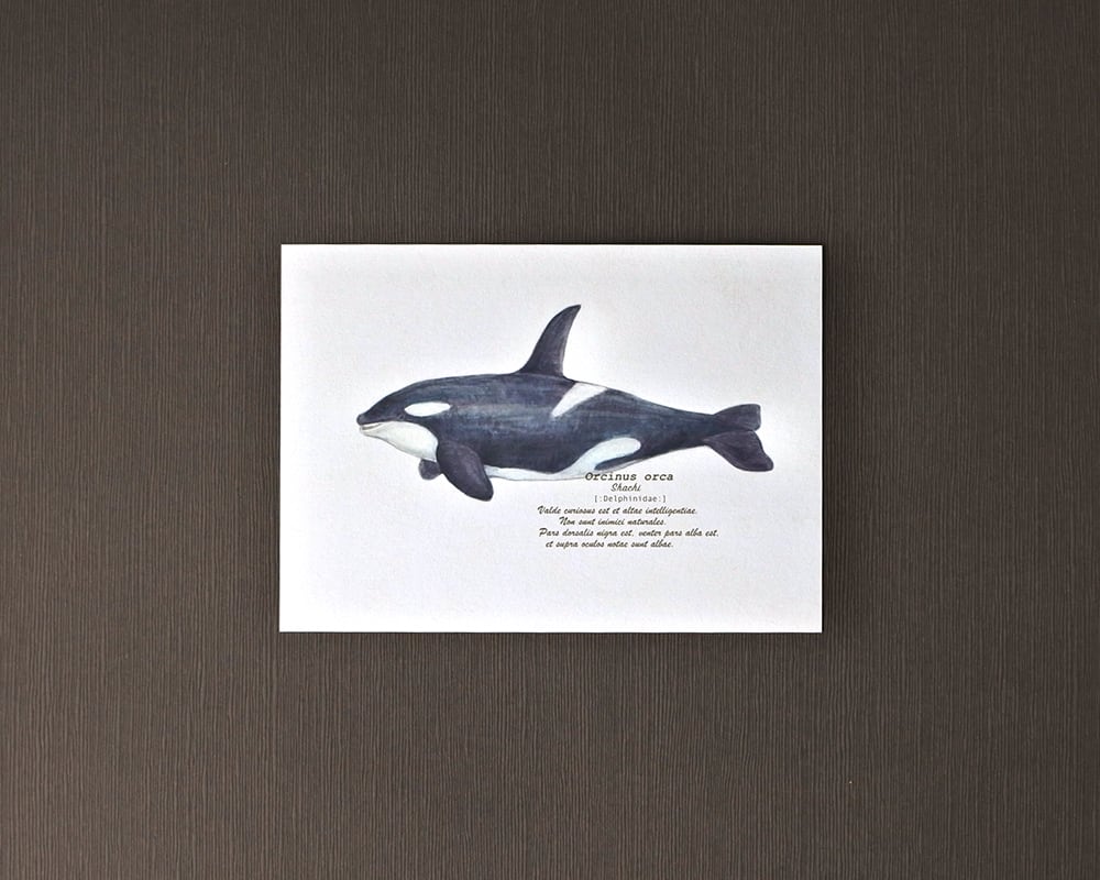 ポストカード(海の生き物)