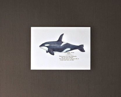 ポストカード(海の生き物)