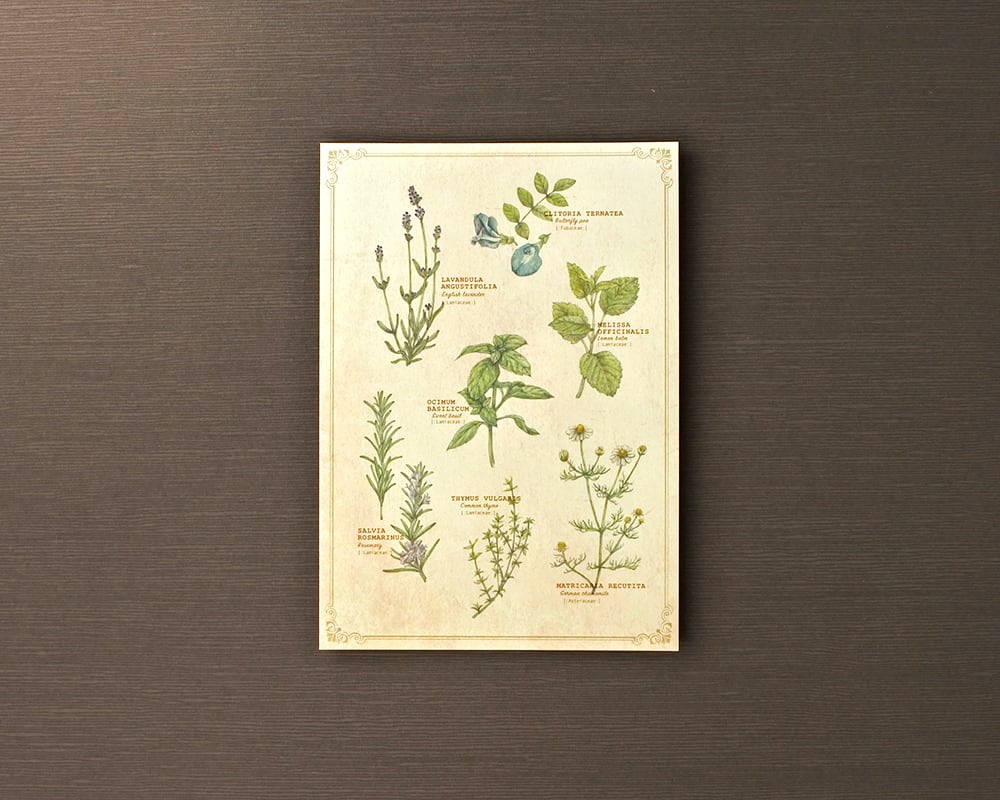 ポストカード(図鑑風)