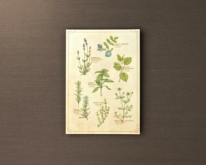 ポストカード(図鑑風)