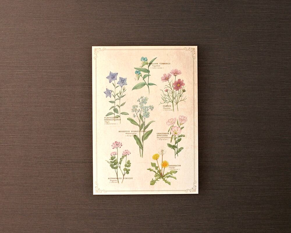 ポストカード(図鑑風)