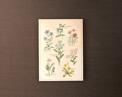 ポストカード(図鑑風)