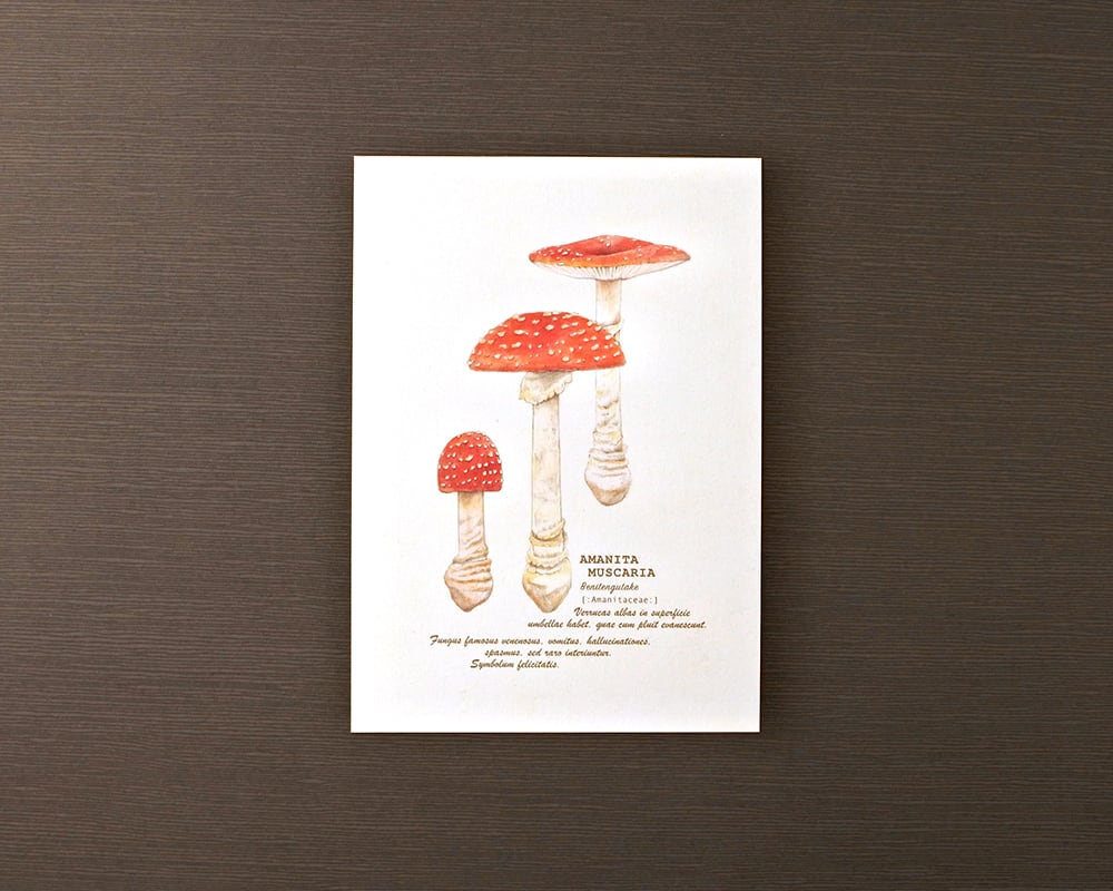 ポストカード(きのこ)