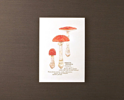 ポストカード(きのこ)