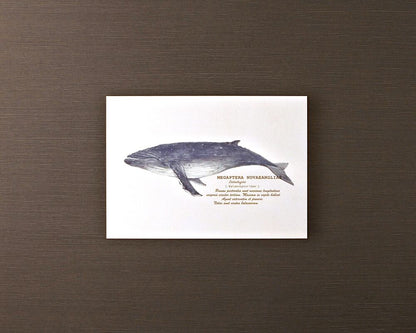 ポストカード(海の生き物)