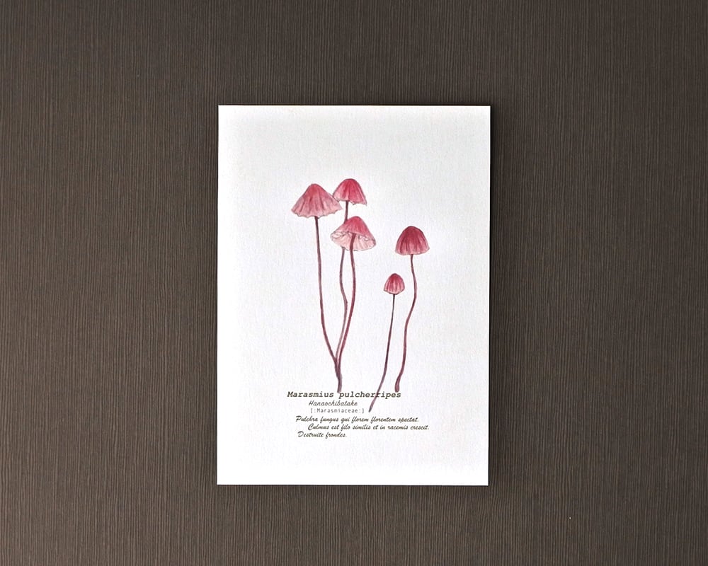 ポストカード(きのこ)