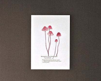 ポストカード(きのこ)