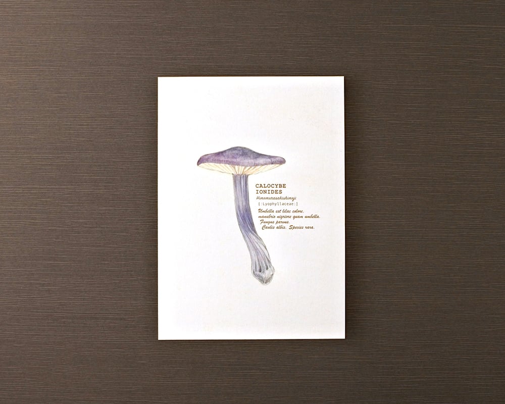 ポストカード(きのこ)