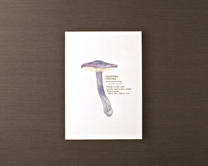 ポストカード(きのこ)