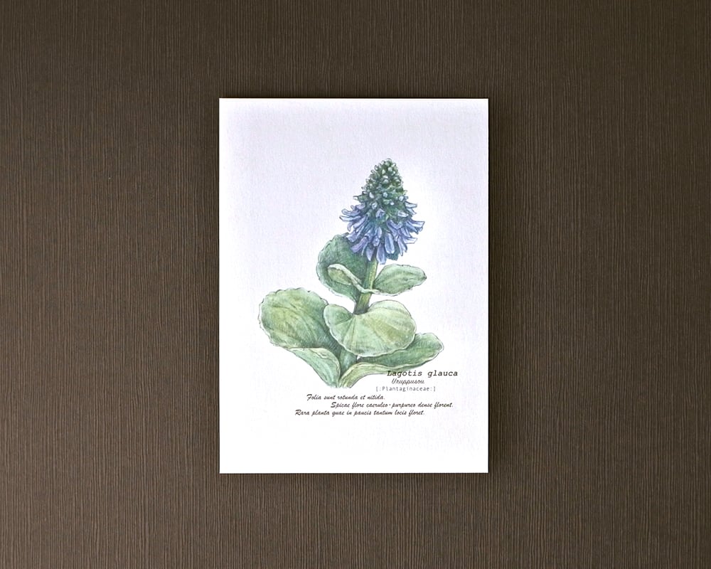 ポストカード(高山植物)