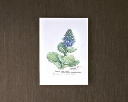 ポストカード(高山植物)