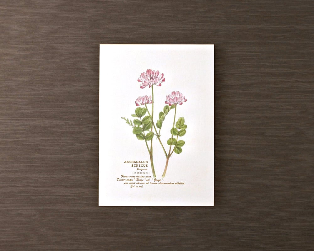 ポストカード(野の花)