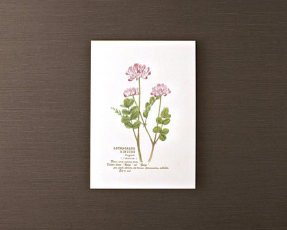 ポストカード(野の花)