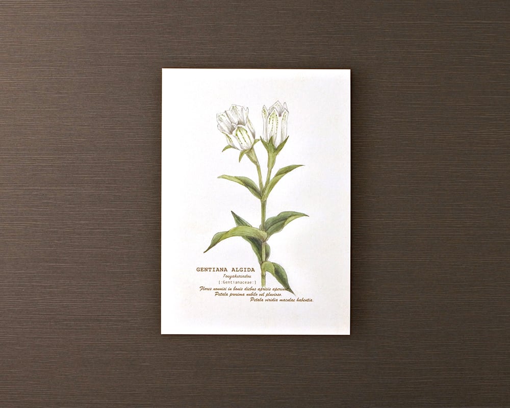 ポストカード(高山植物)