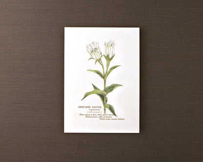 ポストカード(高山植物)