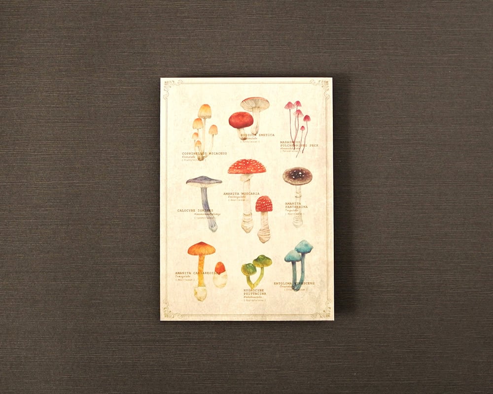 ポストカード(図鑑風)