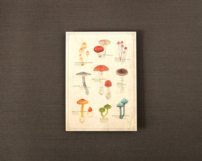 ポストカード(図鑑風)