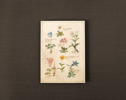 ポストカード(図鑑風)