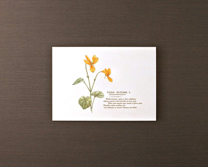 ポストカード(高山植物)