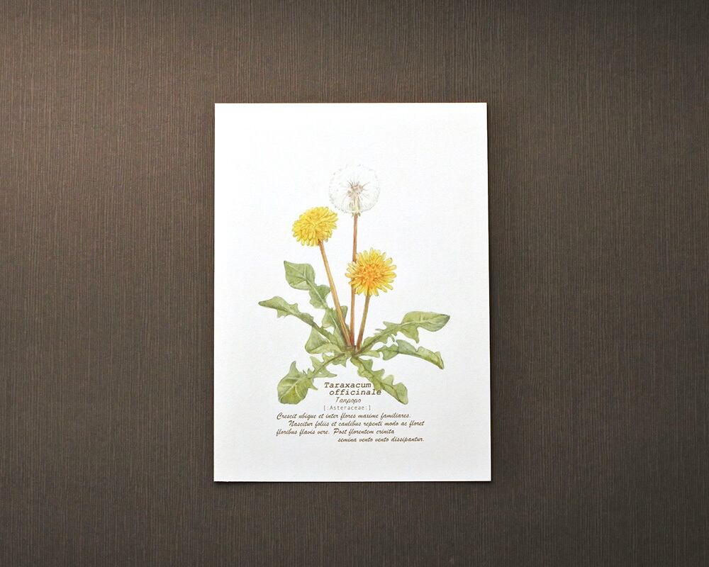 ポストカード(野の花)