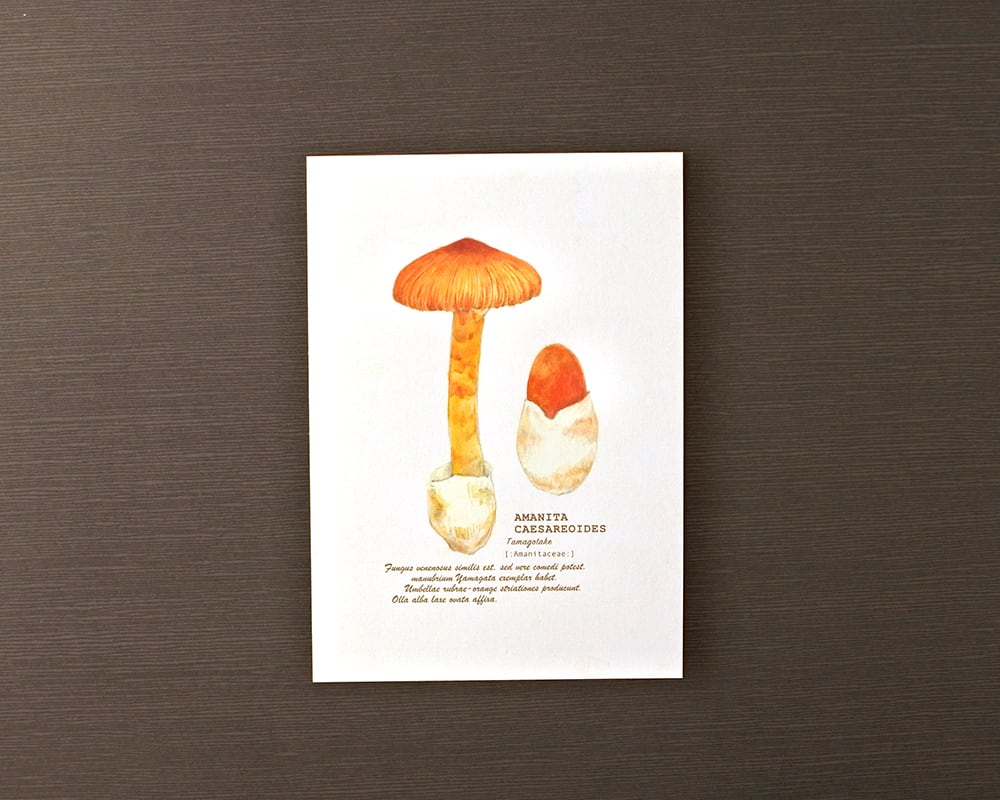 ポストカード(きのこ)