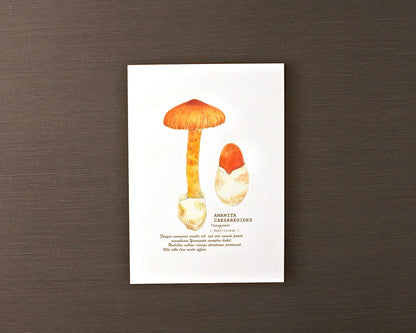 ポストカード(きのこ)