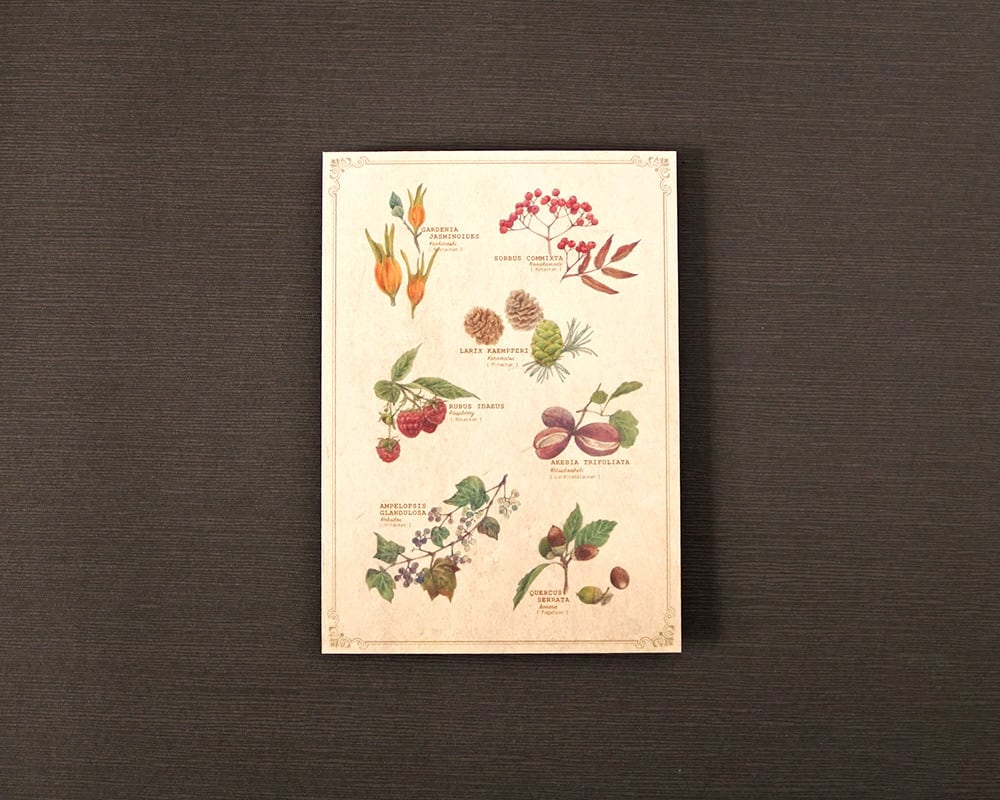 ポストカード(図鑑風)