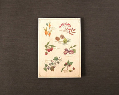 ポストカード(図鑑風)