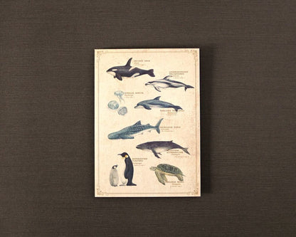 ポストカード(図鑑風)