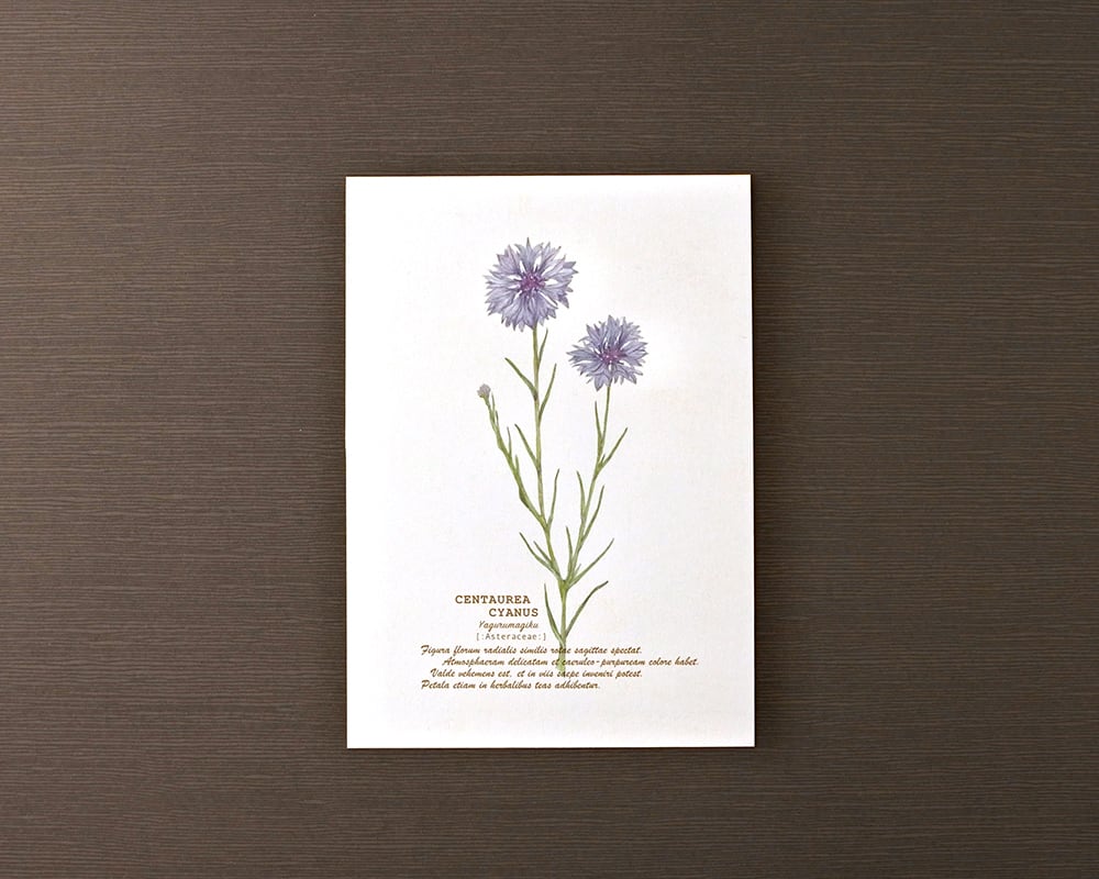 ポストカード(野の花)