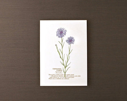 ポストカード(野の花)