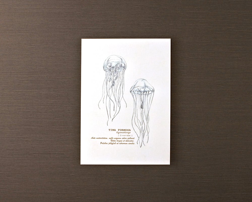 ポストカード(海の生き物)