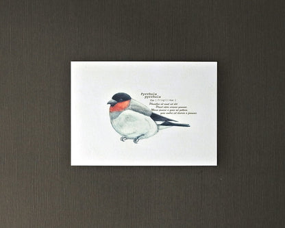 ポストカード(野鳥)