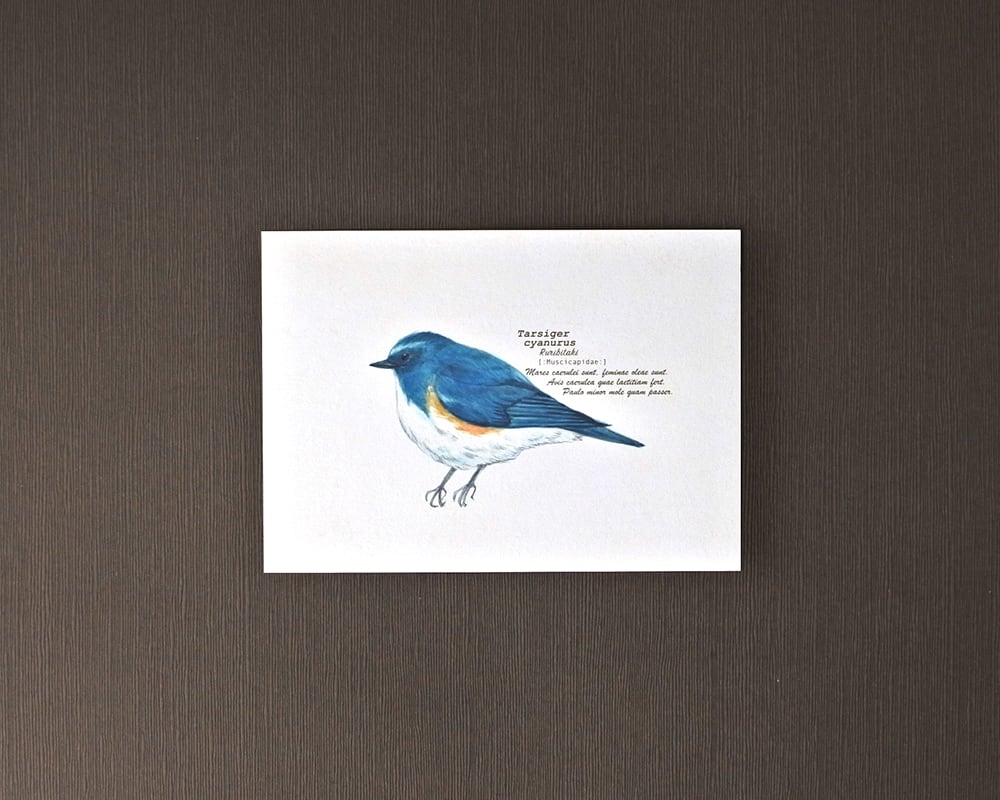 ポストカード(野鳥)